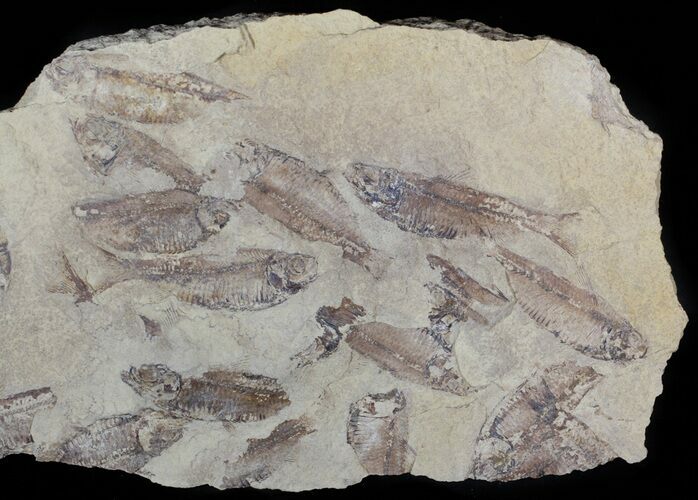 Fossil Fish (Gosiutichthys) Mortality Plate - Lake Gosiute #63157